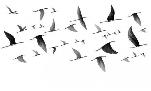 Фотообои птицы